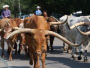 The Longhorns in Abilene